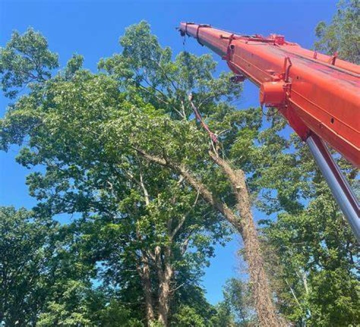 Tree Removal in Boswell PA