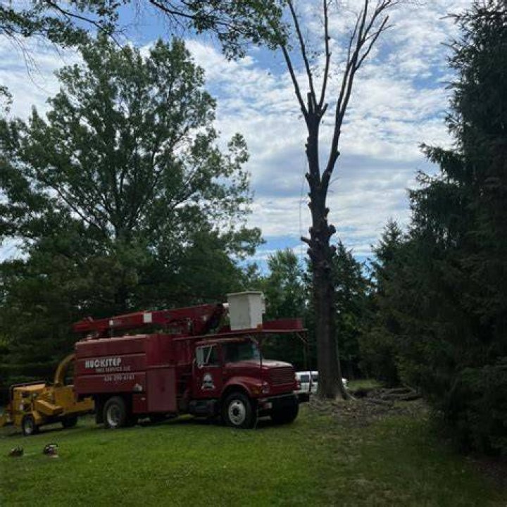 Tree Removal in Bowling Green MO