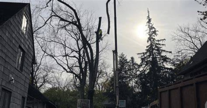 Tree Removal in Brighton MI