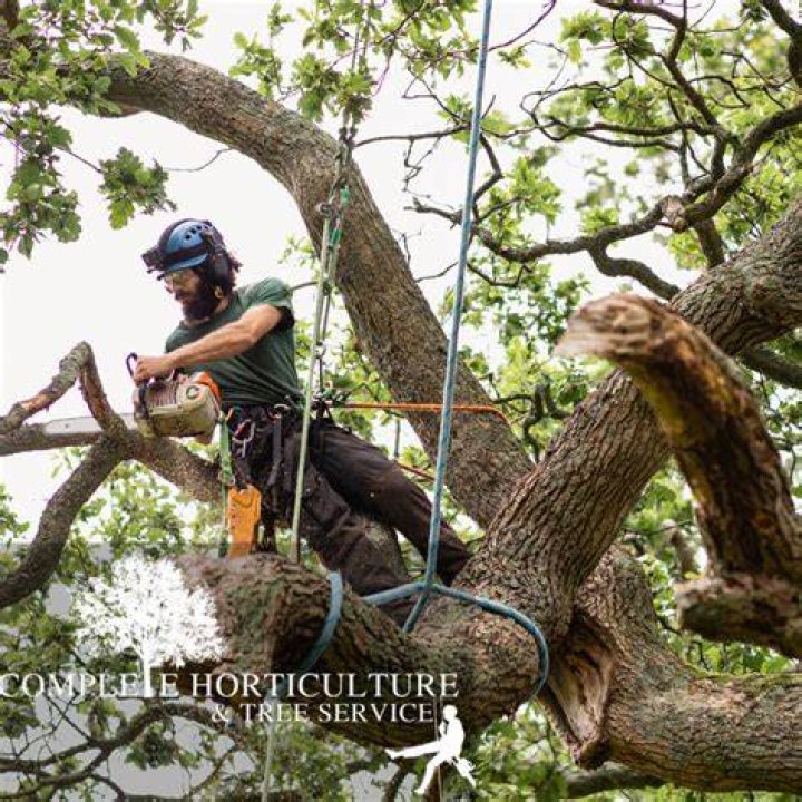 Tree Removal in Buena Vista GA