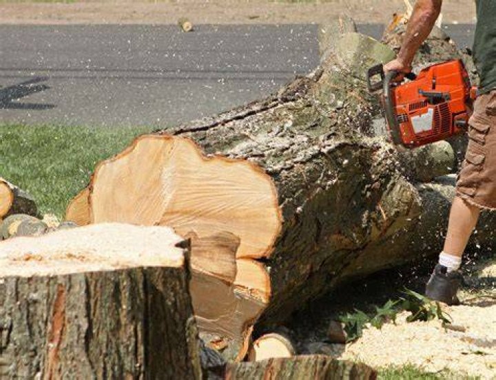 Tree Removal in Burlington CT