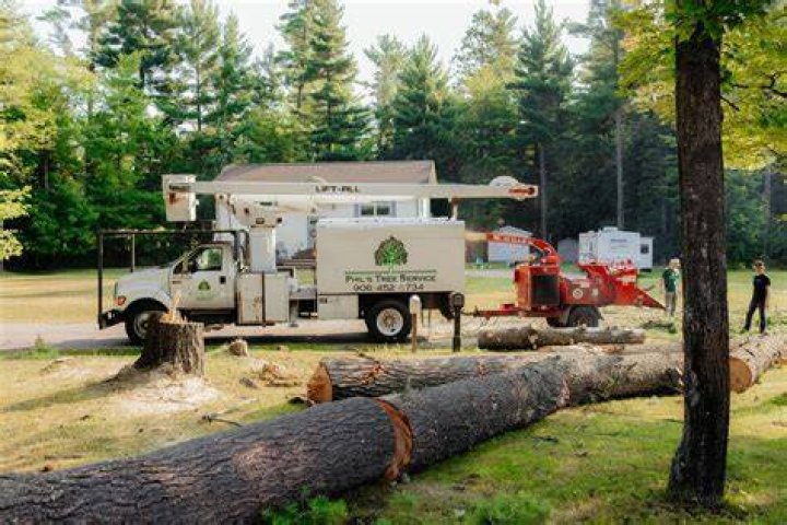 Tree Removal in Burton MI