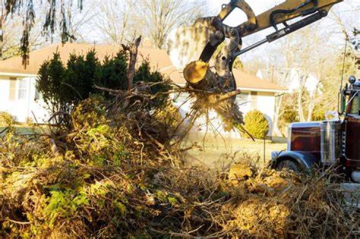 Tree Removal in Butler PA
