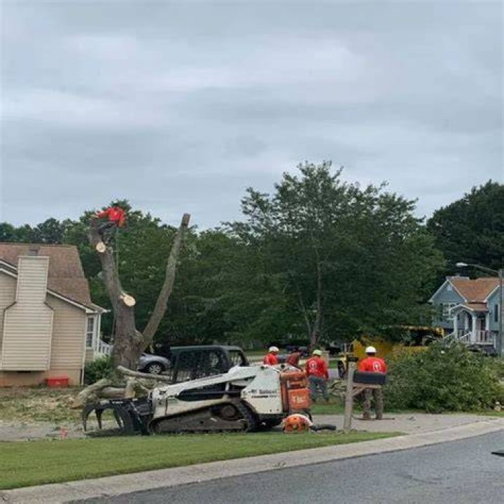 Tree Removal in Canton GA
