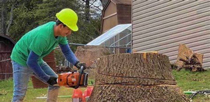 Tree Removal in Chambersburg PA