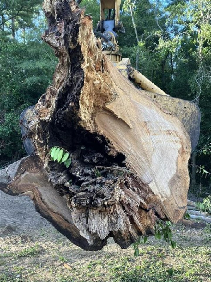 Tree Removal in Chatsworth GA