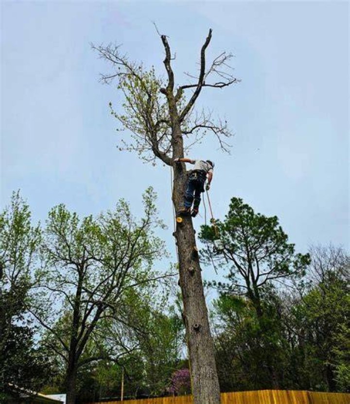 Tree Removal in Checotah OK