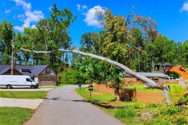 Tree Removal in Columbia TN