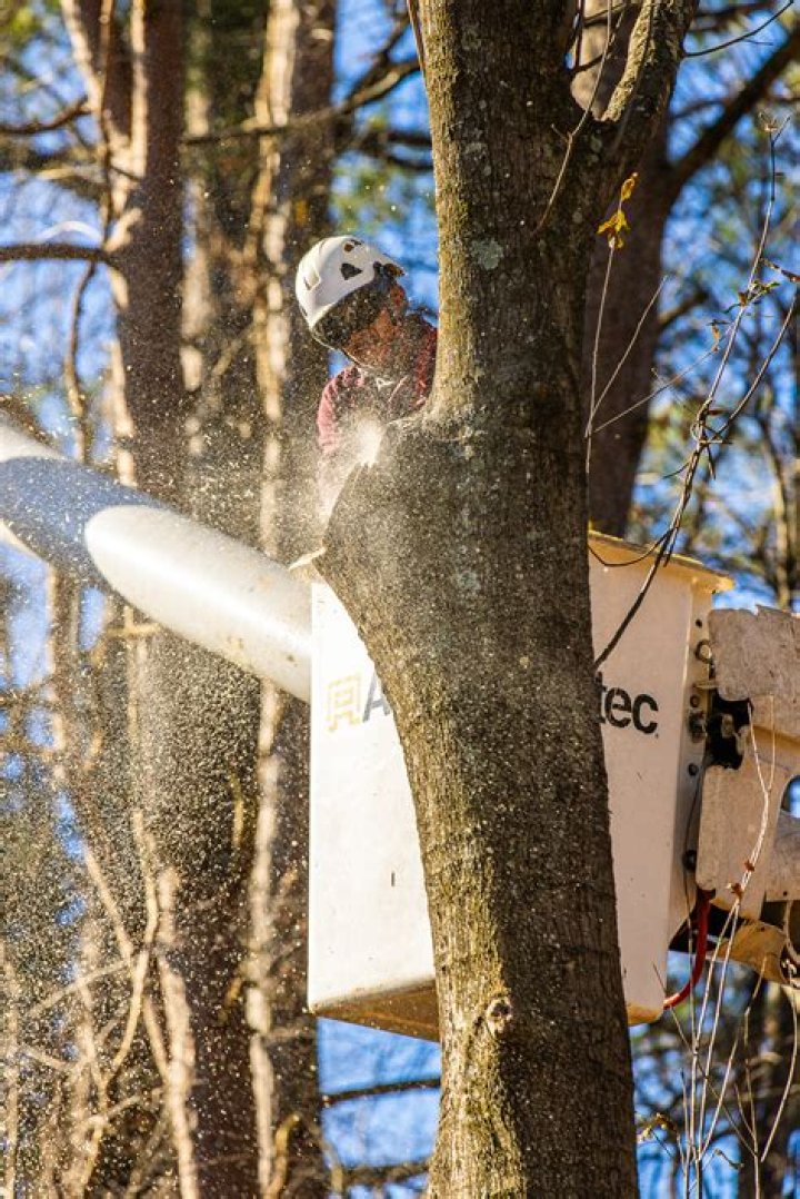 Tree Removal in Darby MT