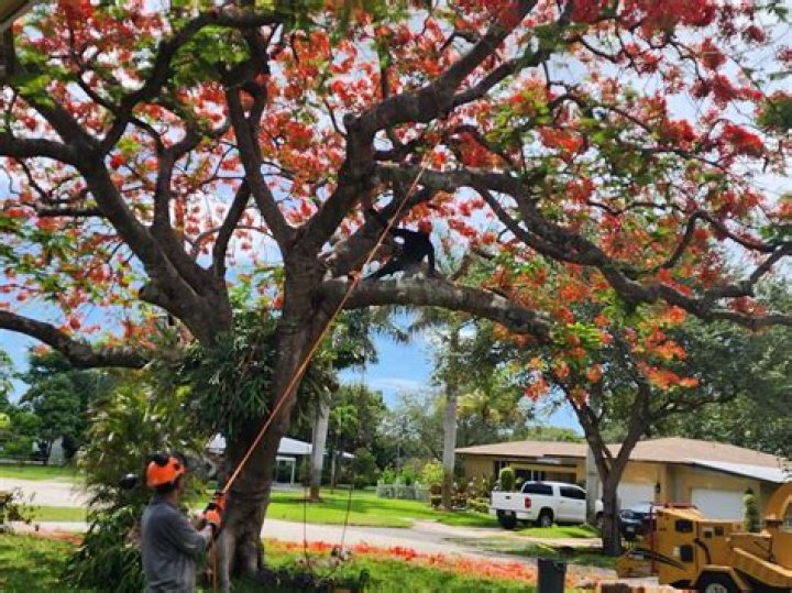 Tree Removal in Davie FL