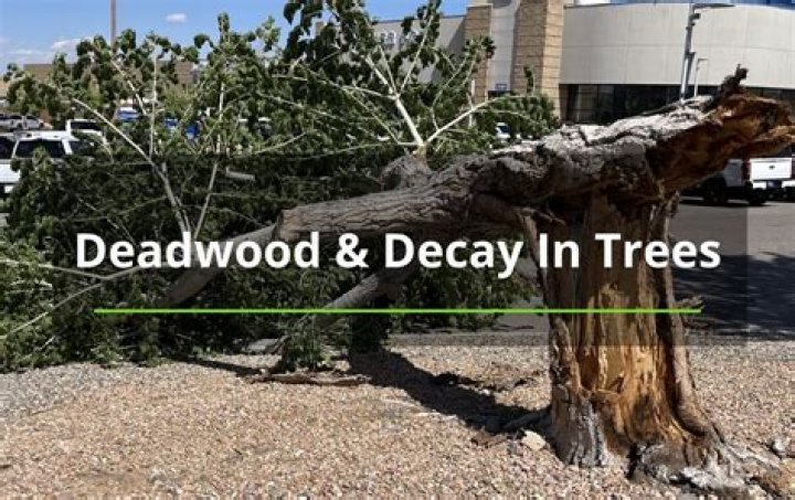 Tree Removal in Deadwood SD