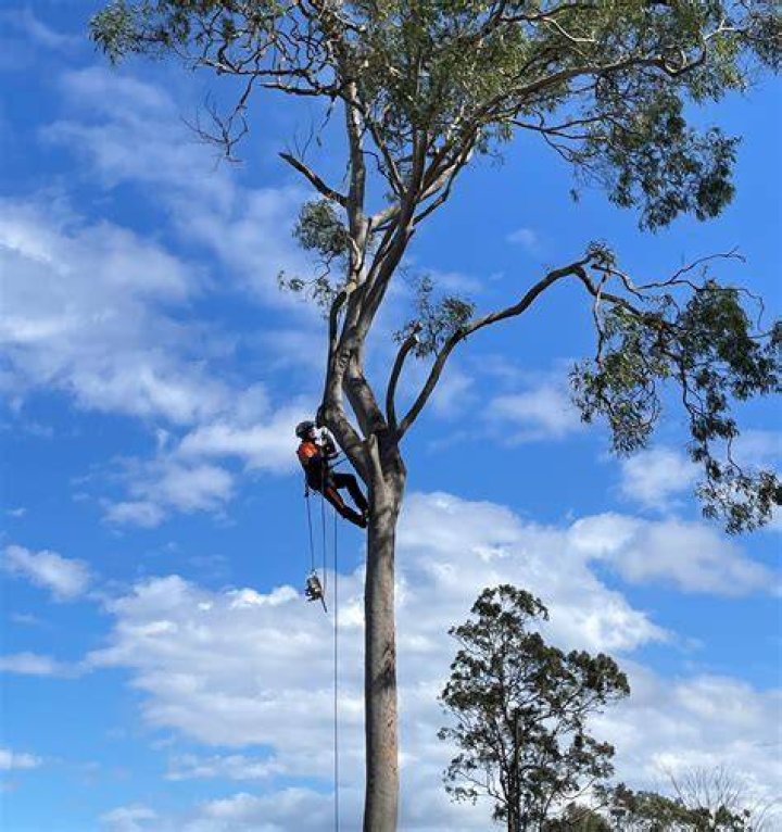 Tree Removal in East Butler PA