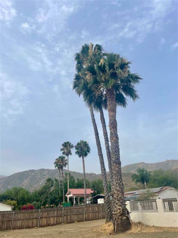 Tree Removal in East Hemet CA