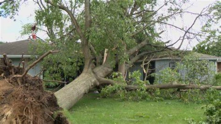 Tree Removal in Elkhart KS