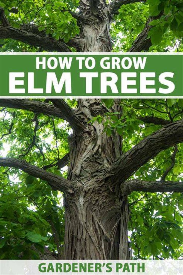 Tree Removal in Elm Tree NY