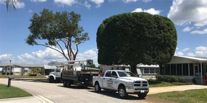 Tree Removal in Englewood FL