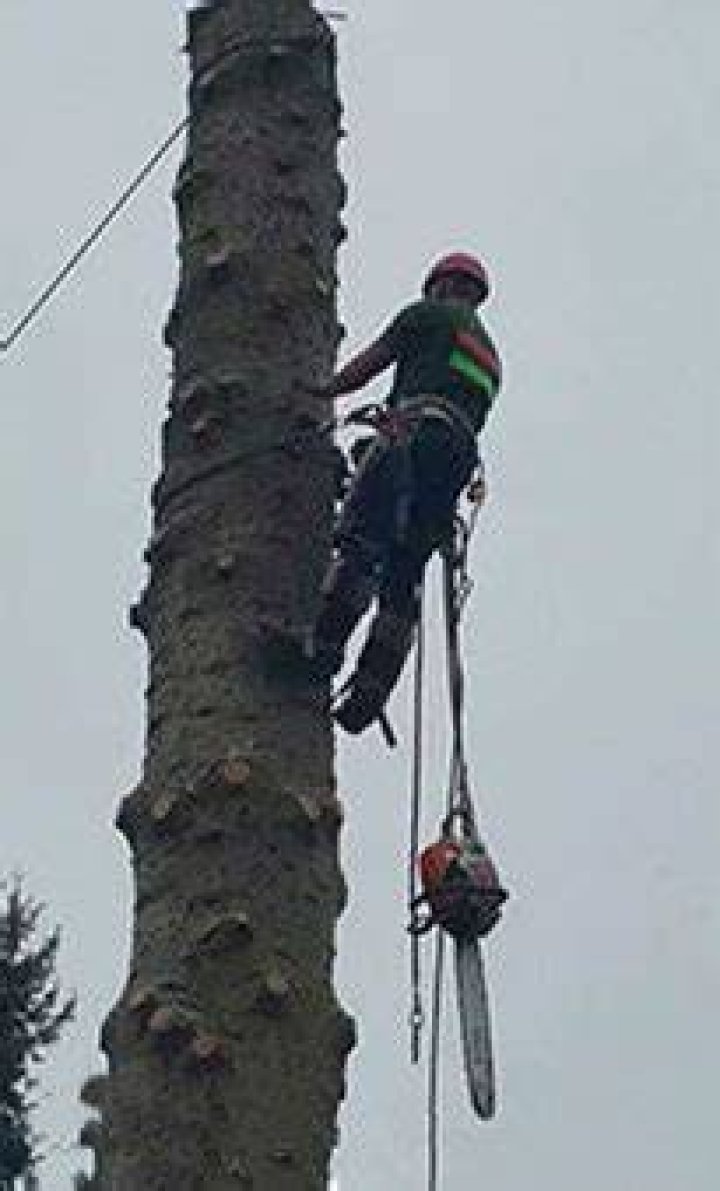 Tree Removal in Everett WA