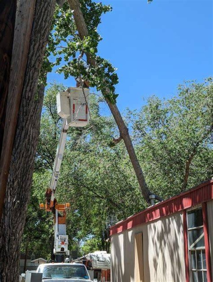 Tree Removal in Farmington NM