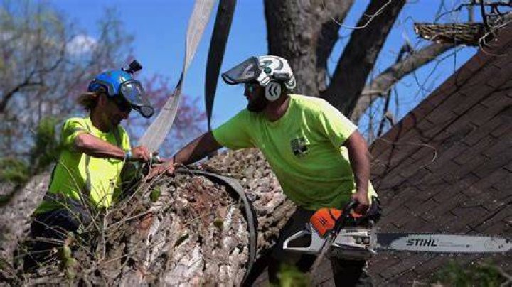 Tree Removal in Florissant MO