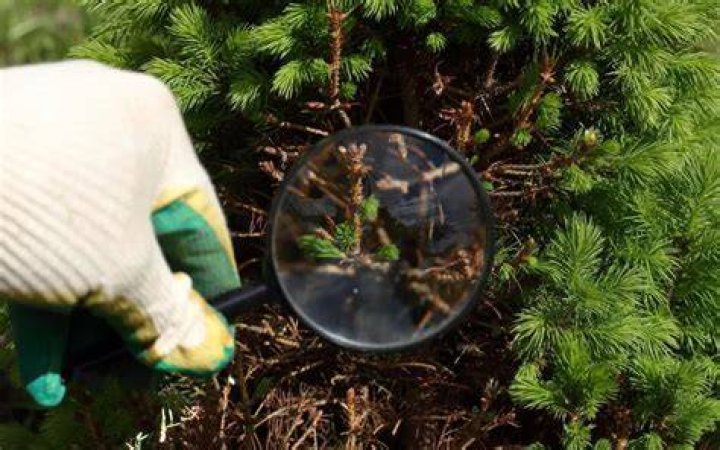 Tree Removal in Folsom CA