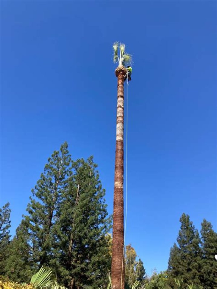 Tree Removal in Fontana CA