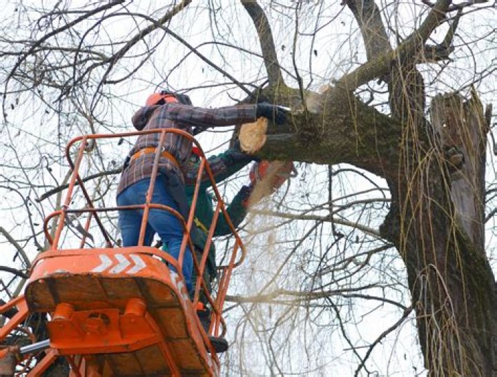 Tree Removal in Fowler IN