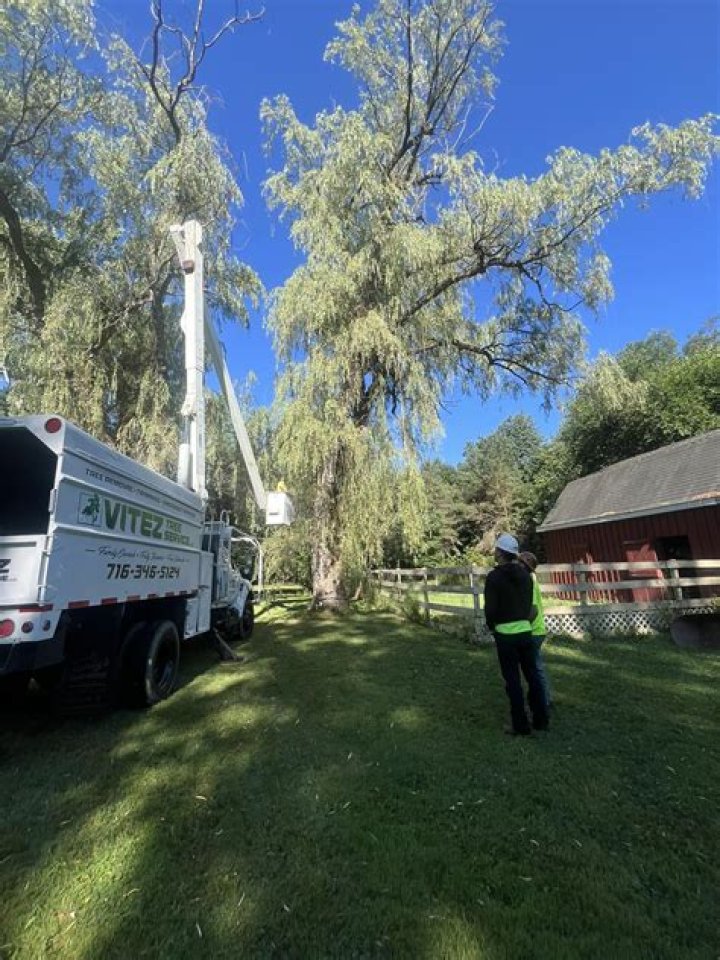 Tree Removal in Fowlerville NY