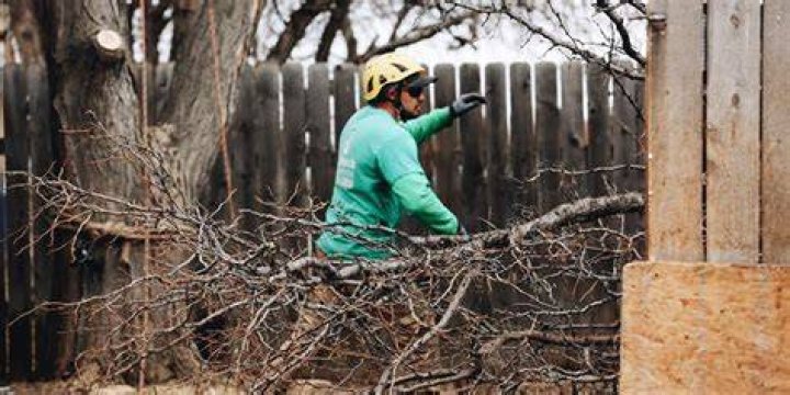 Tree Removal in Greeley CO