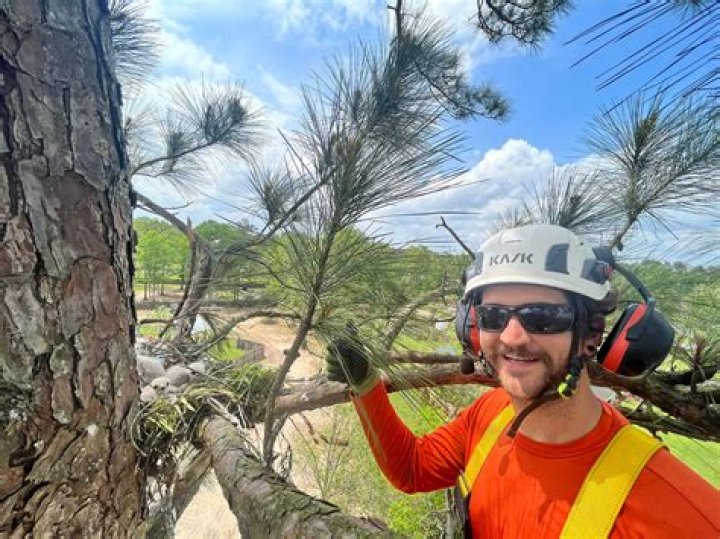 Tree Removal in Hammond IL