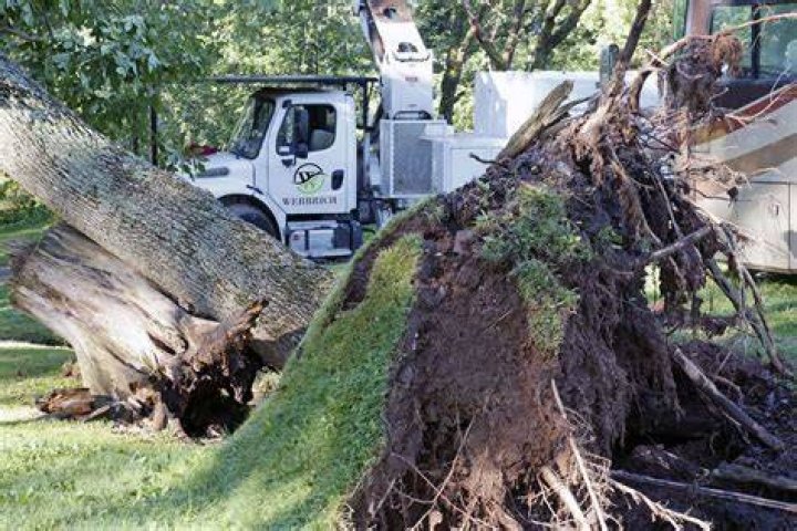 Tree Removal in Hilltop OH