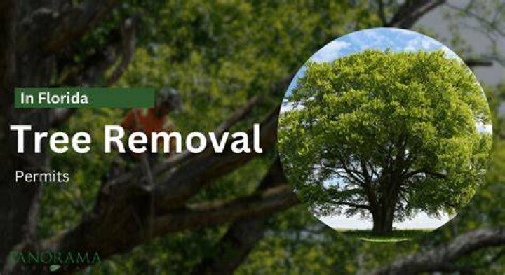Tree Removal in Hollywood FL