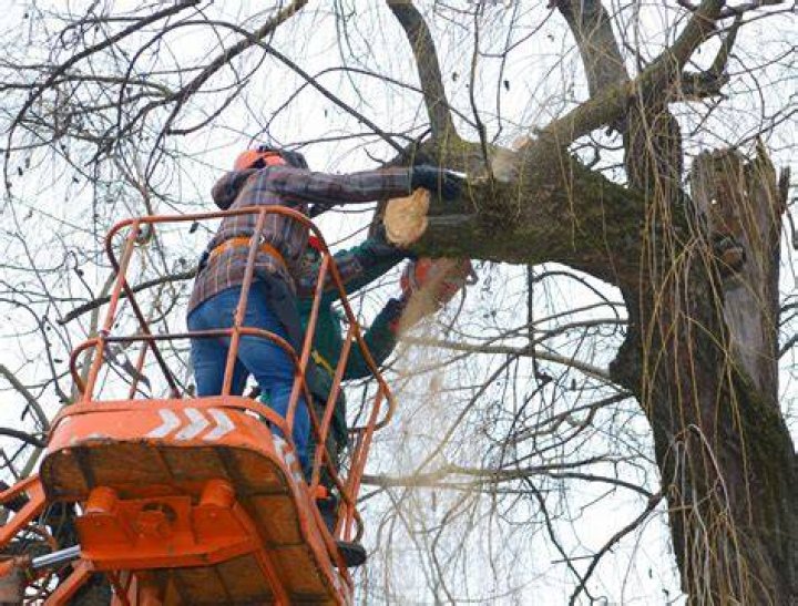 Tree Removal in Holt MI