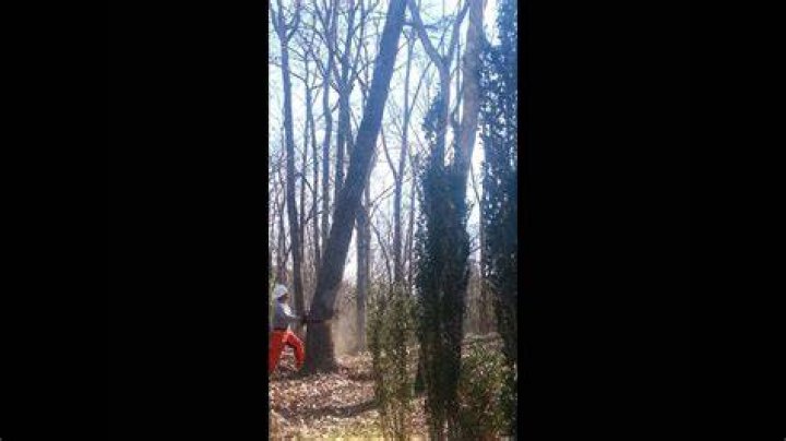 Tree Removal in Hoover AL