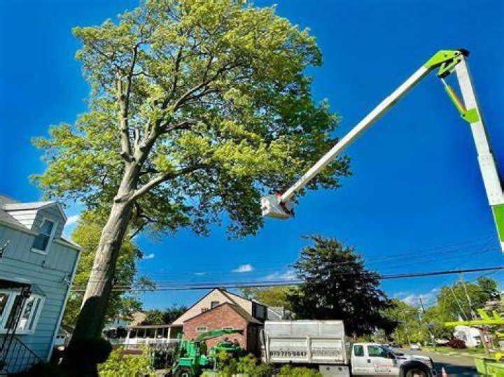Tree Removal in Howell NJ