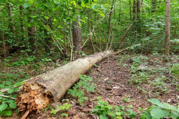 Tree Removal in Kennesaw GA