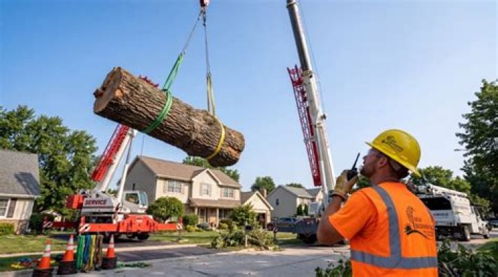 Tree Removal in Kenosha WI