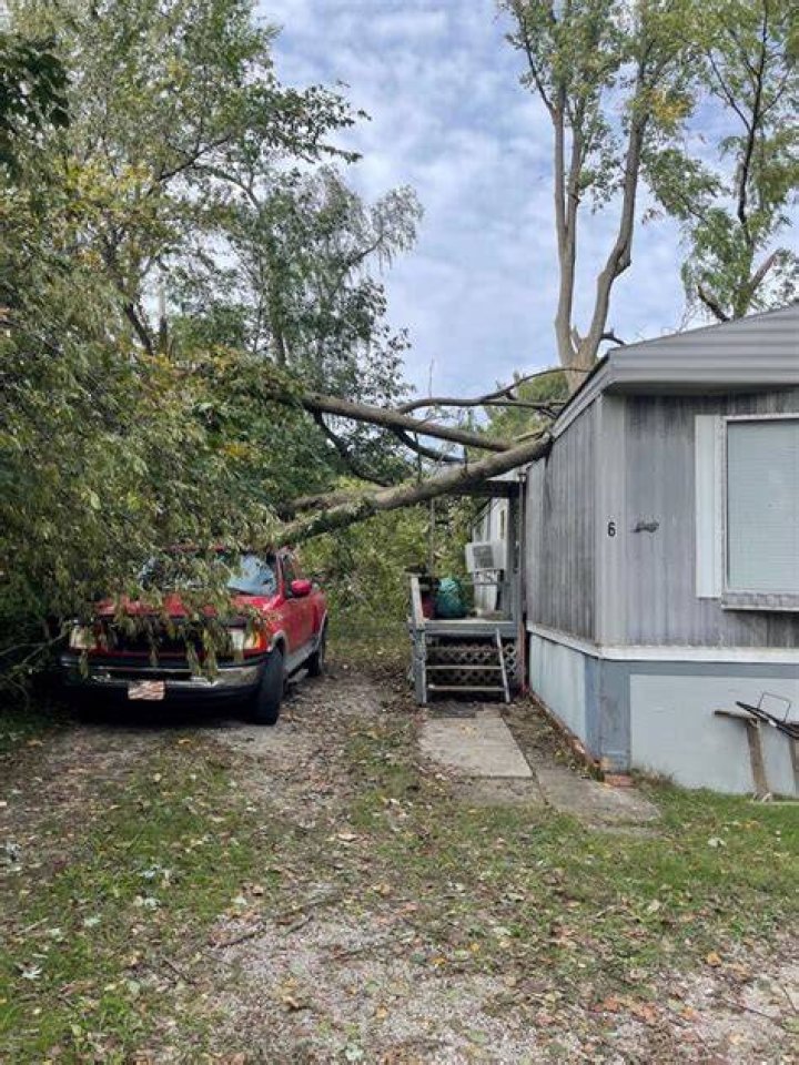 Tree Removal in Lafayette IN
