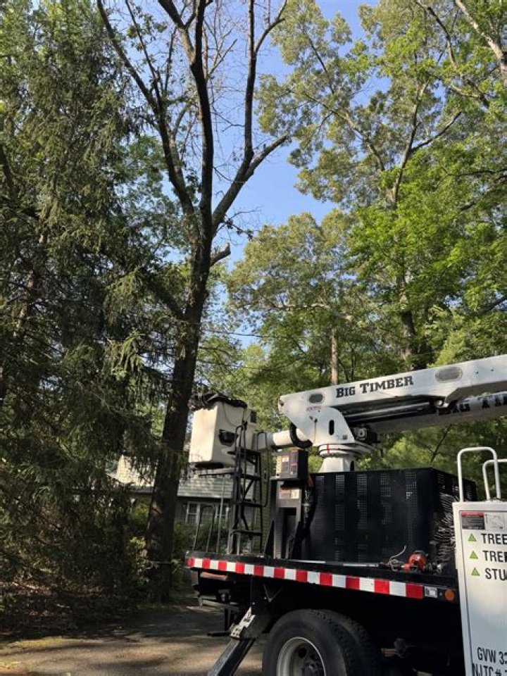 Tree Removal in Landing NJ