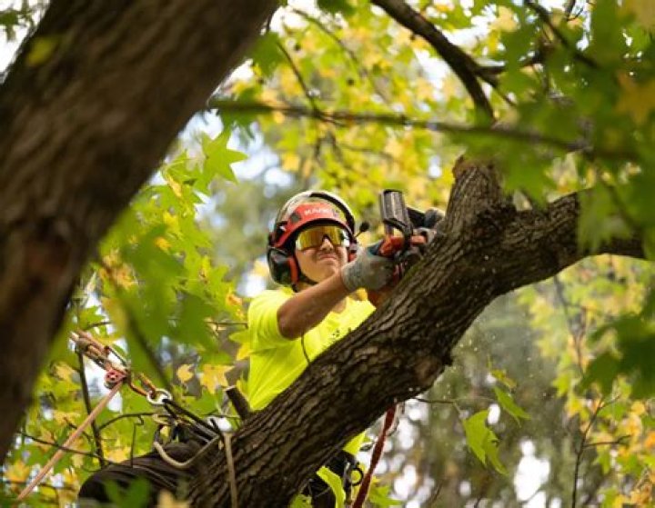 Tree Removal in Lebanon PA