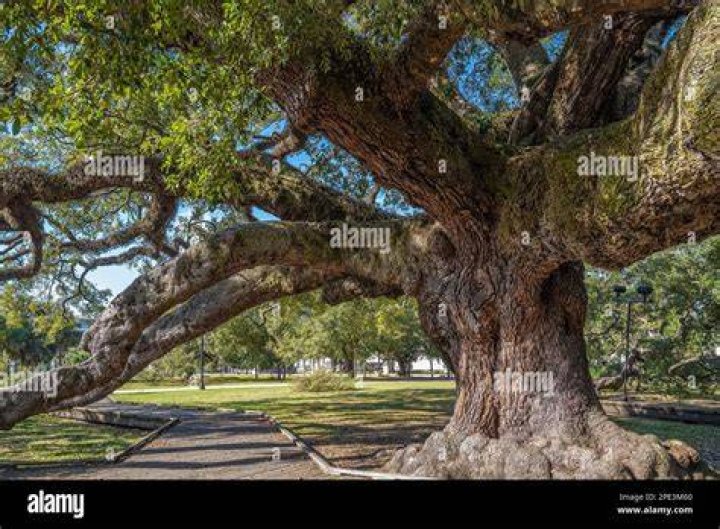 Tree Removal in Live Oak FL