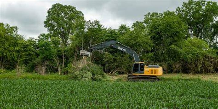 Tree Removal in Lodi CA