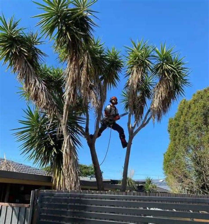 Tree Removal in Logan NY