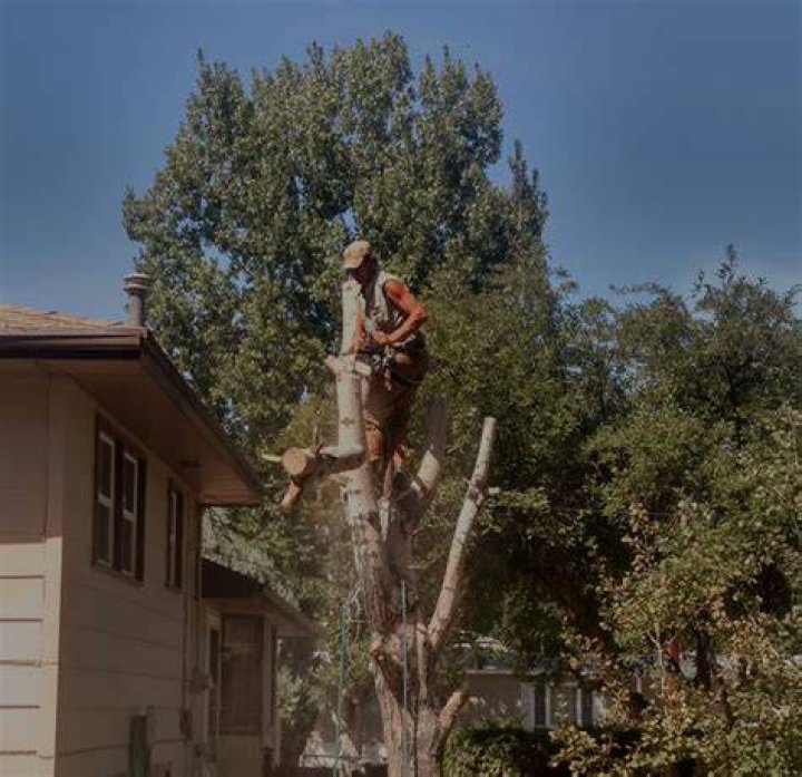 Tree Removal in Lovell WY