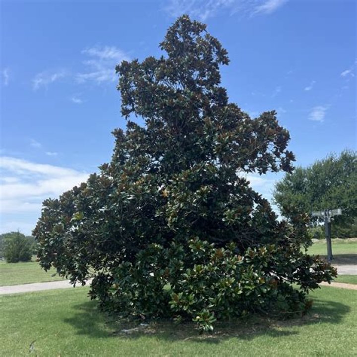 Tree Removal in Magnolia TX
