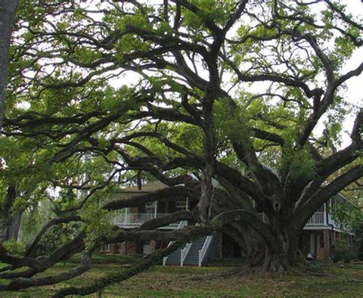 Tree Removal in Mandeville LA