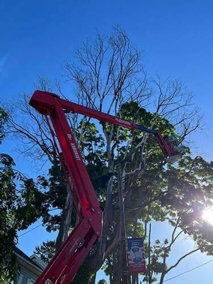 Tree Removal in Mechanicsburg PA