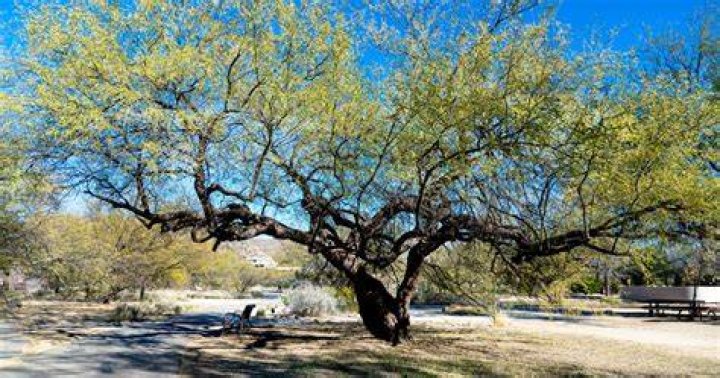 Tree Removal in Mesquite TX