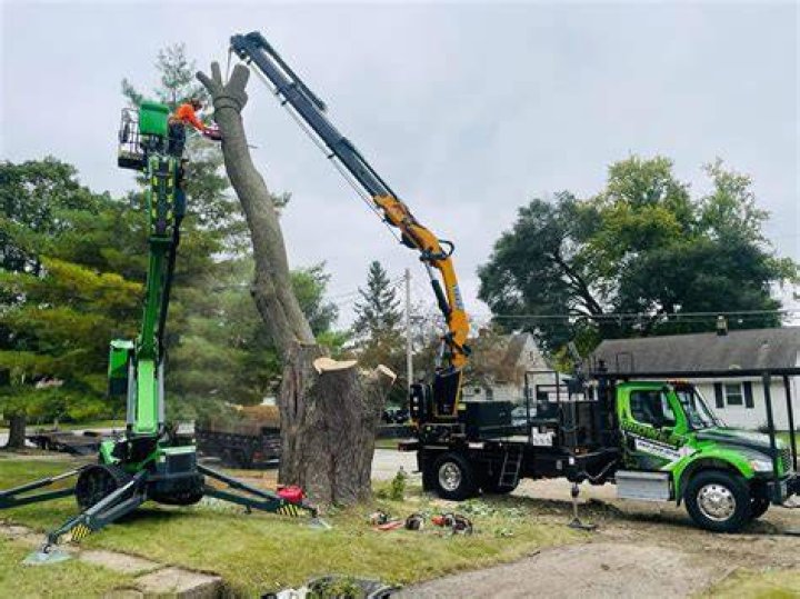 Tree Removal in Midwest City OK
