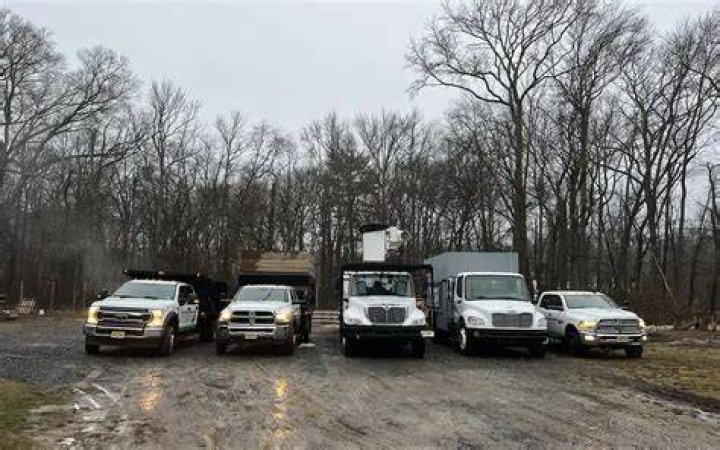 Tree Removal in Monmouth Junction NJ