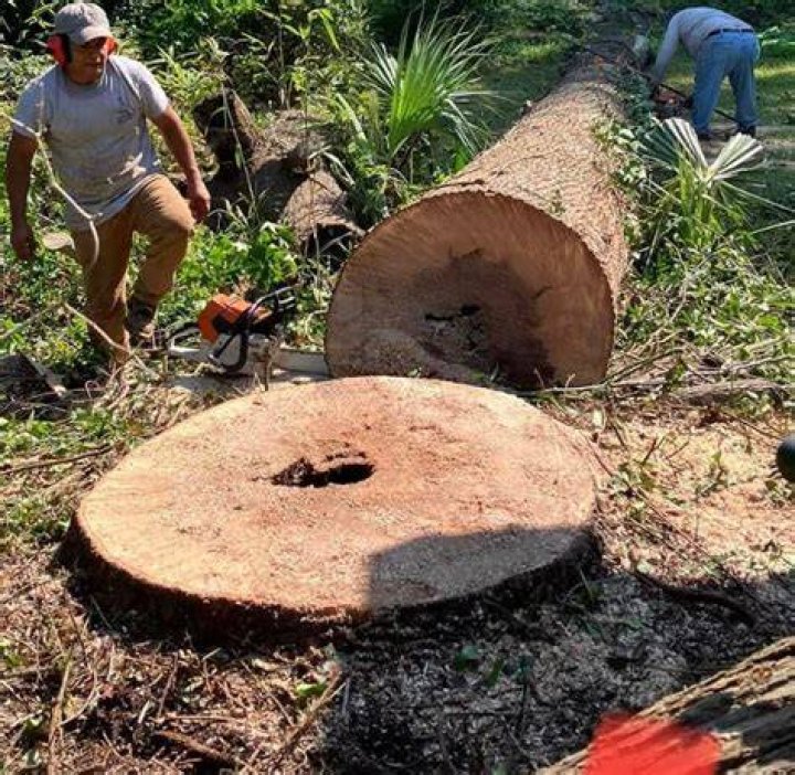 Tree Removal in Murfreesboro TN
